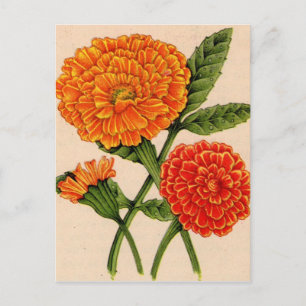 ringblommor i orange vykort