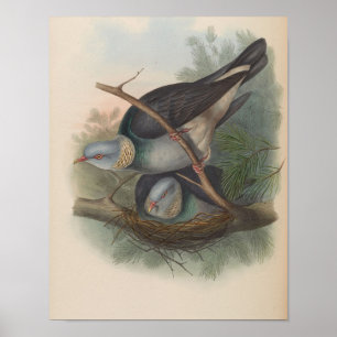 Ringduva av John Gould Tryck