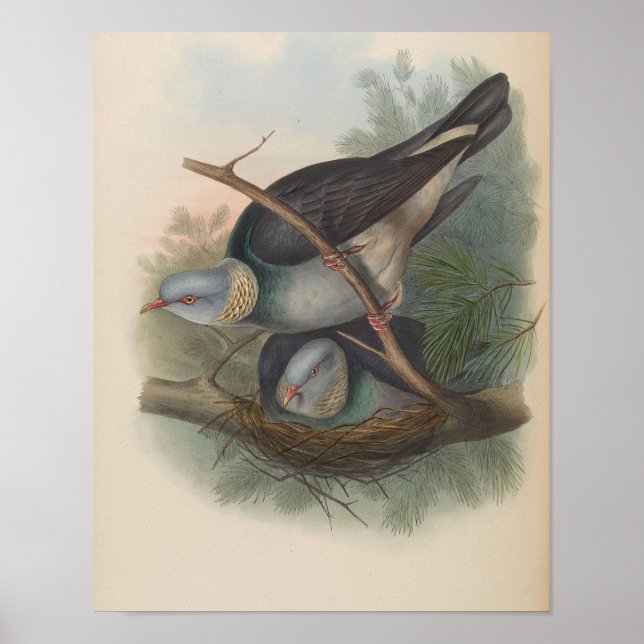 Ringduva av John Gould Tryck (Framsidan)