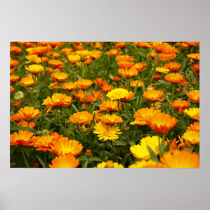 Ringelblume Poster