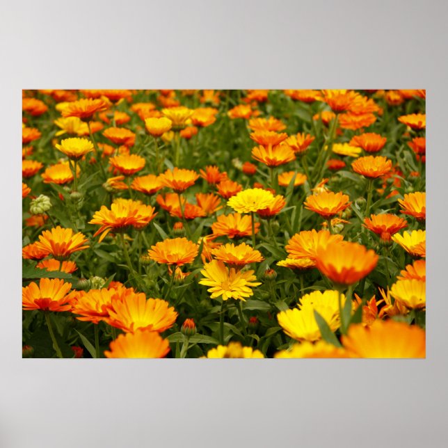 Ringelblume Poster (Framsidan)