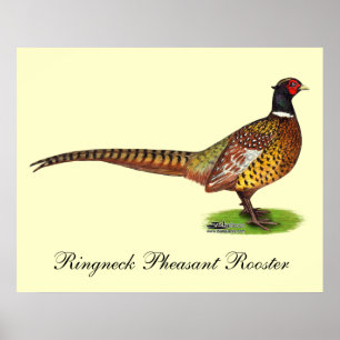 Ringhals fasan Tupp Poster