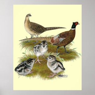 Ringhals Pheasant Family Poster
