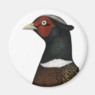 Ringhalsfasan Head Magnet