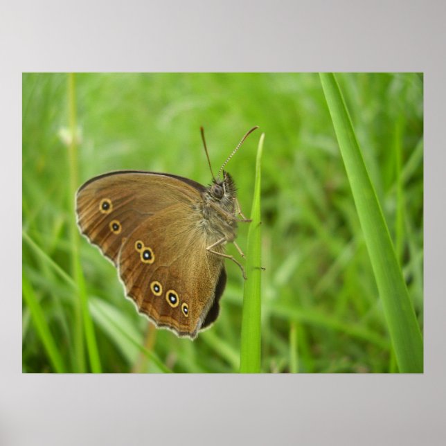 Ringlet Butterfly Poster (Framsidan)