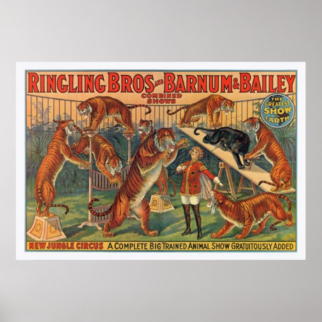 Ringling Brothers Barnum och Bailey Tigers Poster (Framsidan)