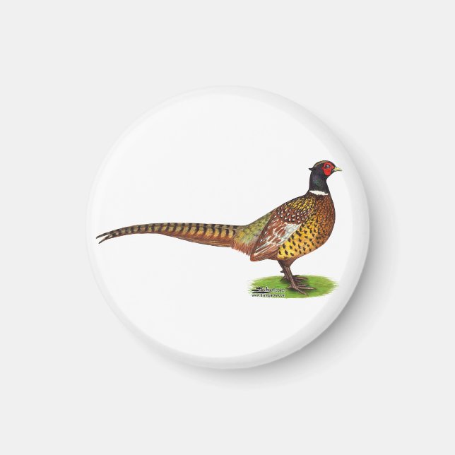 Ringnacken Pheasant Tupp Magnet (Framsidan)