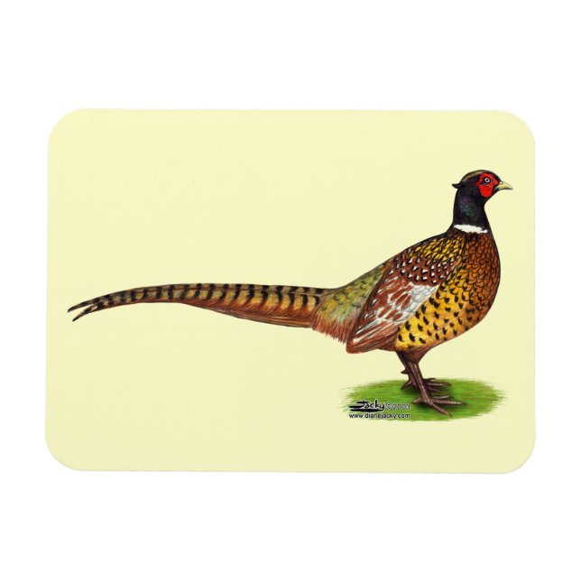 Ringnacken Pheasant Tupp Magnet (Horisontell)