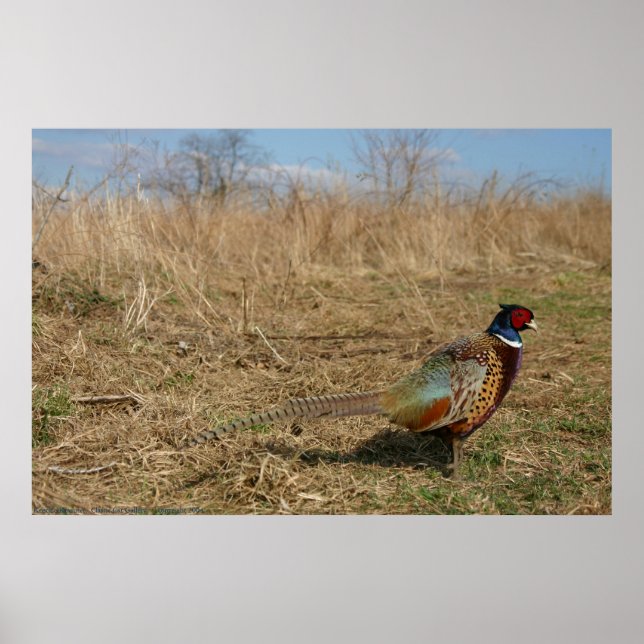 Ringnacks Pheasant Poster (Framsidan)