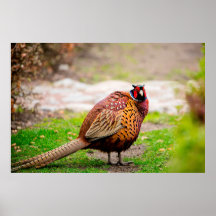 Ringnacks Pheasant