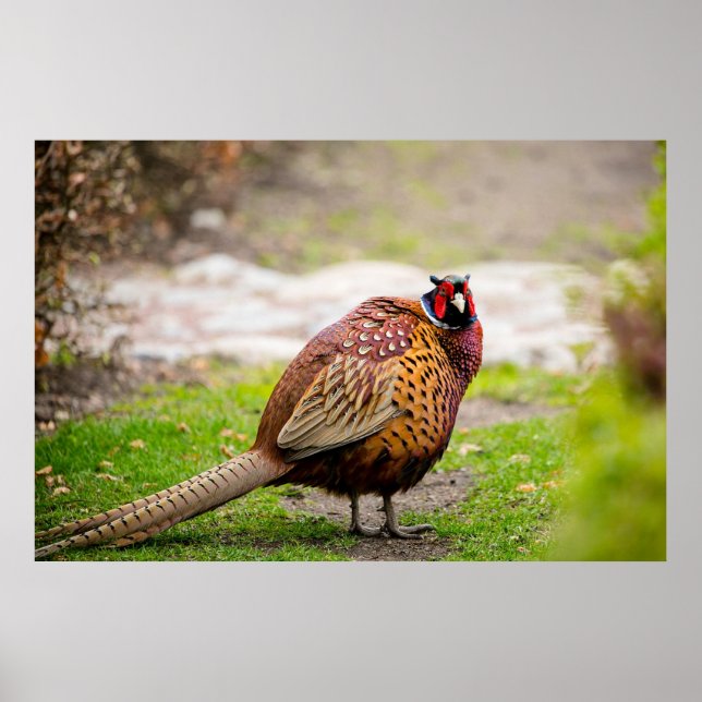 Ringnacks Pheasant Poster (Framsidan)