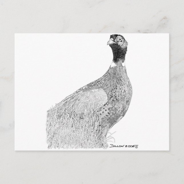 Ringnacks Pheasant Vykort (Framsida)