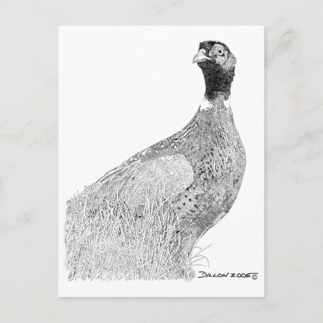 Ringnacks Pheasant Vykort (Framsida)