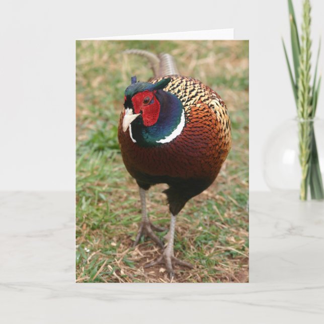 Ringneck Pheasant Notecard 2 Kort (Framsida)