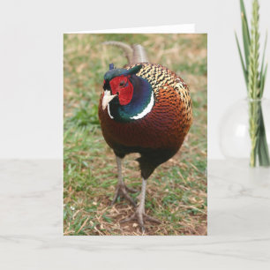 Ringneck Pheasant Notecard 2 Kort