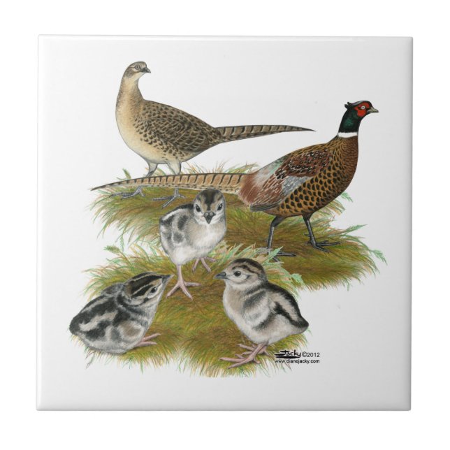 Ringneck Pheasantfamilj Kakelplatta (Framsidan)