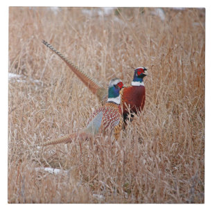 Ringneck Pheasants belägger med tegel - stor 6" x Kakelplatta
