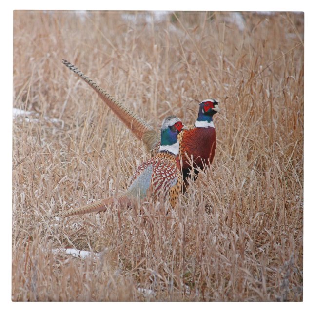 Ringneck Pheasants belägger med tegel - stor 6" x Kakelplatta (Framsidan)