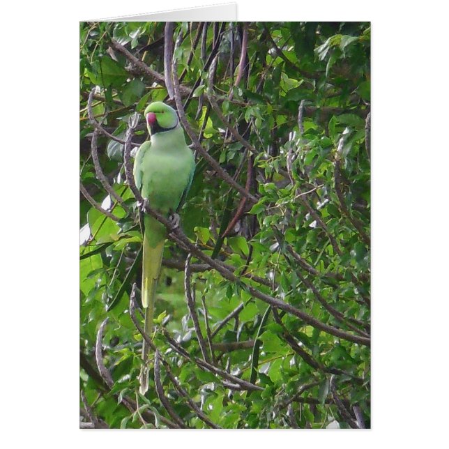 Ringnecked Parakeet Hälsningskort (Framsidan)