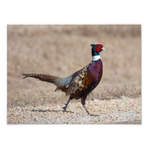 Ringnecked Pheasant Fototryck