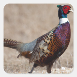 Ringnecked Pheasant Fyrkantigt Klistermärke