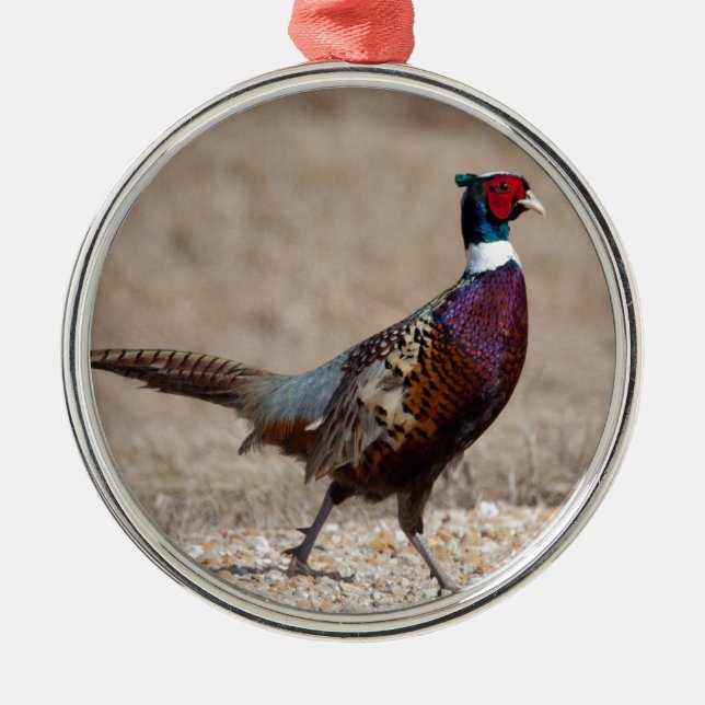 Ringnecked Pheasant Julgransprydnad Metall (Framsidan)
