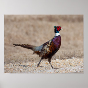 Ringnecked Pheasant Poster