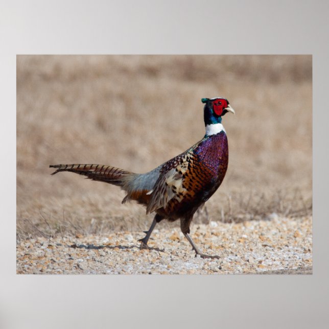 Ringnecked Pheasant Poster (Framsidan)