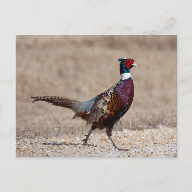 Ringnecked Pheasant Vykort (Framsida)