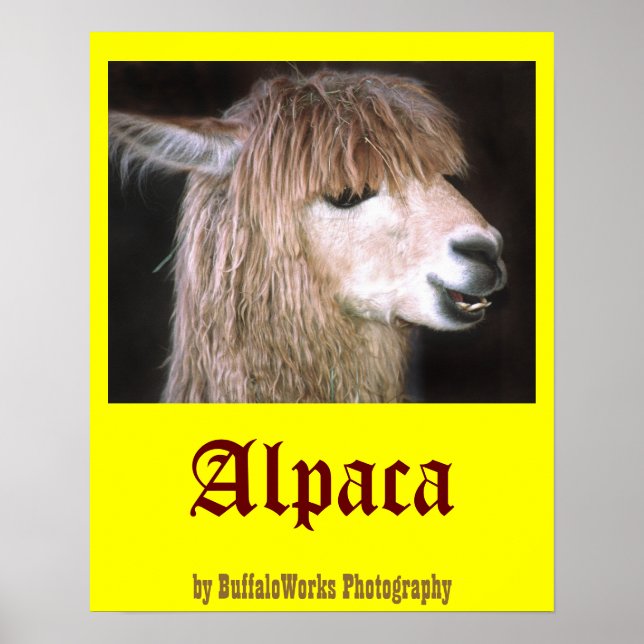 Ringo Alaca-Poster Poster (Framsidan)