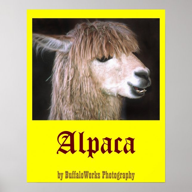 Ringo Alaca-Poster Poster (Framsidan)