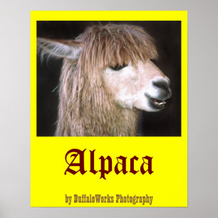 Ringo Alpacaaffischen Poster