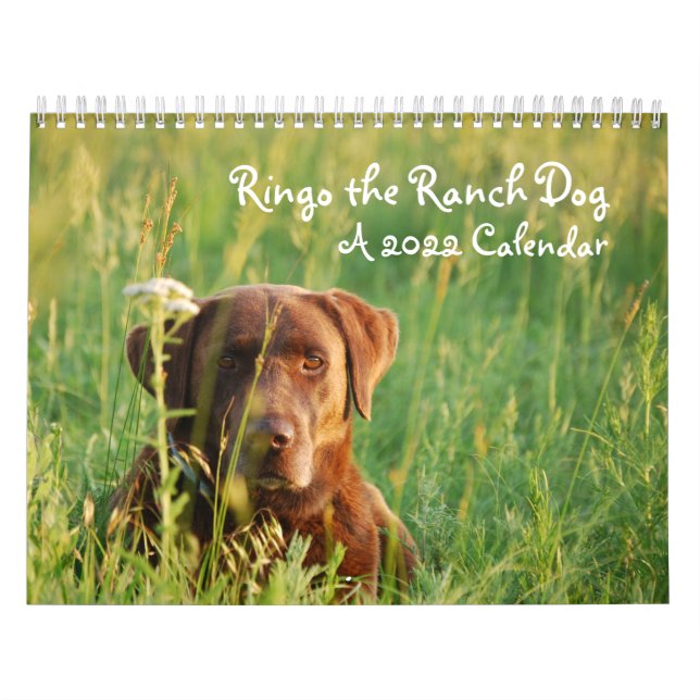 Ringo the Chocolate Lab Calendar Kalender (Omslag)