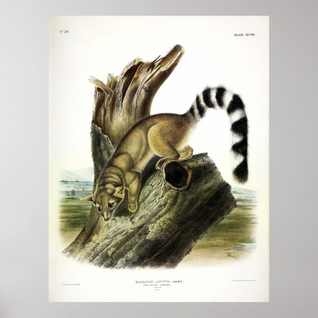 Ringstjärt (Ring-stjärtfenad bassaris, rödstjärtad Poster (Framsidan)