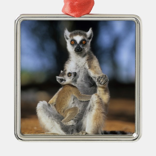 Ringstjärtad lemur, (Lemur catta), Mor och Julgransprydnad Metall (Framsidan)