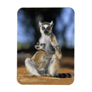 Ringstjärtad lemur, (Lemur catta), Mor och Magnet