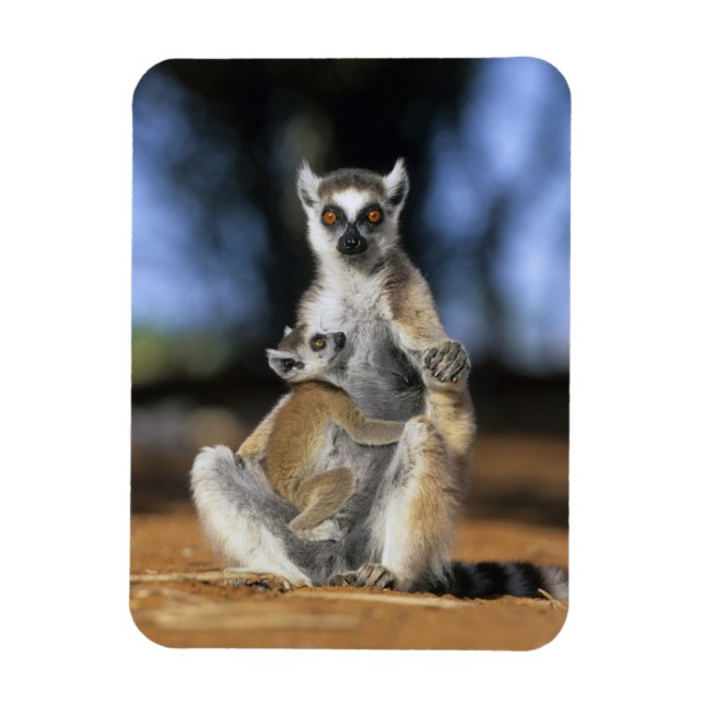 Ringstjärtad lemur, (Lemur catta), Mor och Magnet (Vertikal)