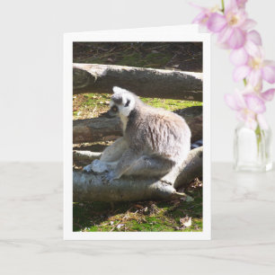 Ringstjärtad Lemur På Stockar Kort
