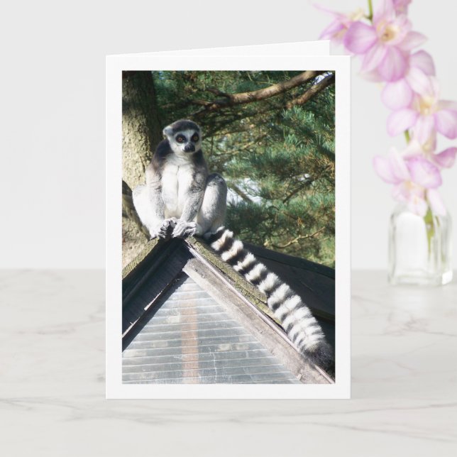 Ringstjärtad Lemur På Taket Kort (Orkide)