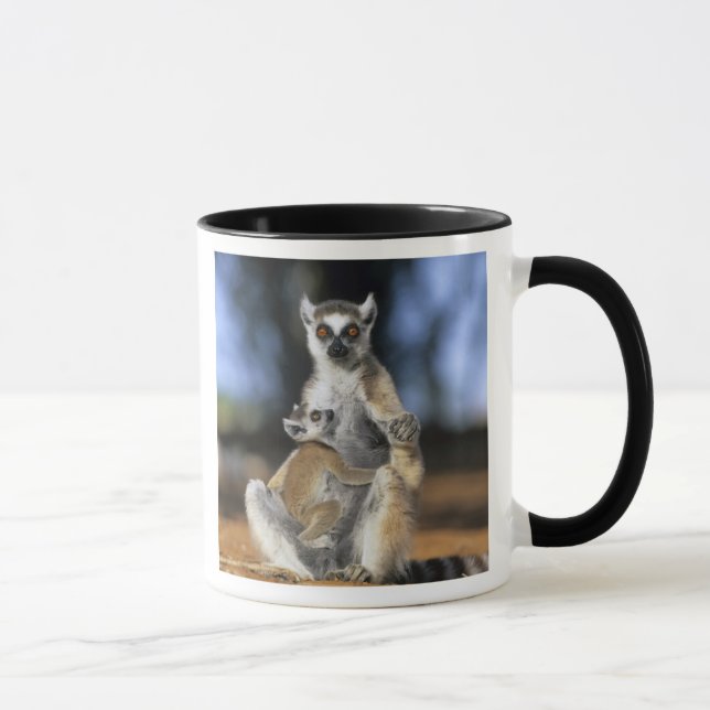 Ringstjärtad maki, (Lemur catta), Mor och Mugg (Höger)
