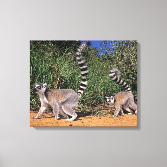 Ringstjärtade lemurer (Lemur Catta), Berenty Canvastryck (Framsida)