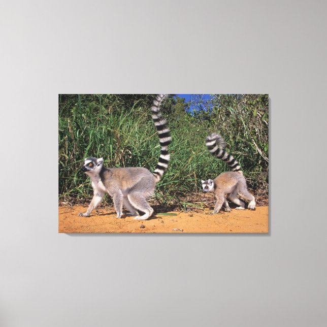 Ringstjärtade lemurer (Lemur Catta), Berenty Canvastryck (Framsida)
