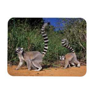 Ringstjärtade lemurer (Lemur Catta), Berenty Magnet