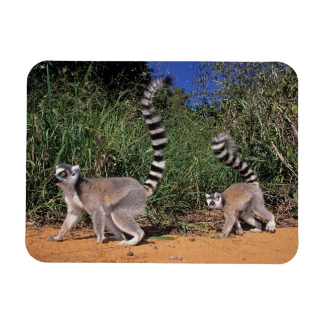 Ringstjärtade lemurer (Lemur Catta), Berenty Magnet (Horisontell)