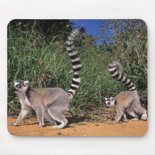 Ringstjärtade lemurer (Lemur Catta), Berenty Musmatta (Framsidan)
