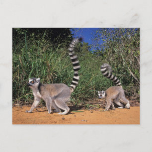 Ringstjärtade lemurer (Lemur Catta), Berenty Vykort