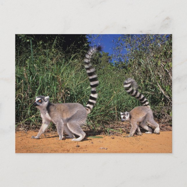 Ringstjärtade lemurer (Lemur Catta), Berenty Vykort (Framsida)