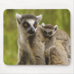 Ringstjärtade lemurer (Lemur catta) Mor & unge. Musmatta