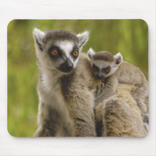 Ringstjärtade lemurer (Lemur catta) Mor & unge. Musmatta (Framsidan)