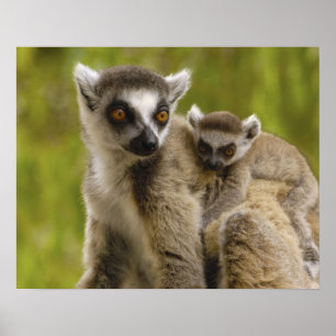 Ringstjärtade lemurer (Lemur catta) Mor & unge. Poster